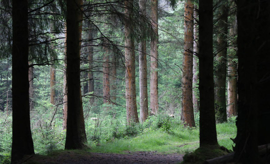 Moyode Woods, Ireland